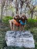 疯狂小狗狗粮小型犬幼犬成犬比熊柯基泰迪肉粒双拼粮去泪痕5kg10斤 实拍图
