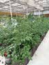 德沃多羊粪发酵有机肥原料内蒙古5KG蔬菜花卉通用植物盆栽肥料改善土壤 实拍图