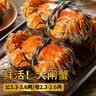 【活蟹】阳澄逍遥大闸蟹鲜活螃蟹公3.3两母2.3两4对8只现货生海鲜湖河蟹国庆节送礼品盒 实拍图