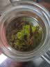 拾善方小叶苦丁茶特级2026嫩芽新茶正品中老年人贵州特产青山绿水头采 实拍图