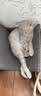 冠能猫粮成猫猫粮鸡肉味3.5kg 全价猫粮 稳固免疫 适口性强 实拍图