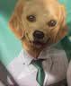 凯锐思中大型犬粮 1-7岁成年犬全价粮金毛边牧宠物狗粮10kg 实拍图