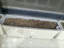 营养土养花种菜土壤有机兰花多肉植物盆栽种植椰砖土通用型 有机营养土20斤【园艺师专研配方 实拍图