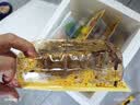 周黑鸭 锁鲜卤鸭脖135g 武汉特产 即食卤味  零食小吃源头直发包邮 实拍图