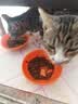 卫加全价猫粮20斤装 成猫猫咪主粮通用型10kg 实拍图