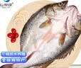 仙泉湖三去白蕉海鲈鱼400g/条净膛冷冻刺少肉厚特产海鲜水产生鲜食材 实拍图