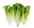 【烧烤季】钟灵山罗马生菜400g 实拍图