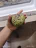 京鲜生云南牛奶释迦果番荔枝净重4斤装单果250g+生鲜水果源头直发包邮 实拍图