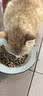 伟嘉猫粮成猫全价猫粮亮毛蓝猫均衡营养10kg海洋鱼夹心粮【原料透明】 实拍图