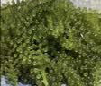 云山半盐渍海葡萄100g*3即食儿童凉拌菜鱼子酱火锅商家用赠6种蘸料海藻 实拍图