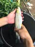 狼王乐钓鱼竿软尾小矶竿灵敏筏竿海竿岸抛竿桥伐竿短节矶钓竿套装全套 2.1米单根+竿稍+导环 实拍图