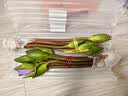 【渠道专享3】新鲜睡莲鲜花广州直发30CM带花苞家用水养瓶插 紫色睡莲10枝 实拍图