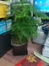 绿萝文竹九里香小叶赤楠禅意盆栽办公室桌面植物小盆景绿植花卉苗 文竹+舍得盆+方底托+青苔 实拍图