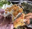 阳澄湖大闸蟹母蟹2.5两/只 实拍图