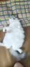 皇家猫粮 成猫猫粮 营养均衡 F32 通用粮 1-7岁 4.5KG 实拍图