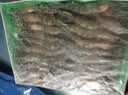 果勋鲜活速冻黑虎虾净重1.4斤30-40只/盒海鲜大虾类高虾青素海鲜水产 实拍图