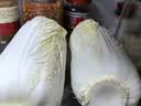大白菜约2kg 实拍图