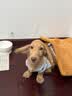 皇家狗粮幼犬奶糕幼犬狗粮宠物小型犬MIS30全价犬粮 ≤2月1KG 实拍图