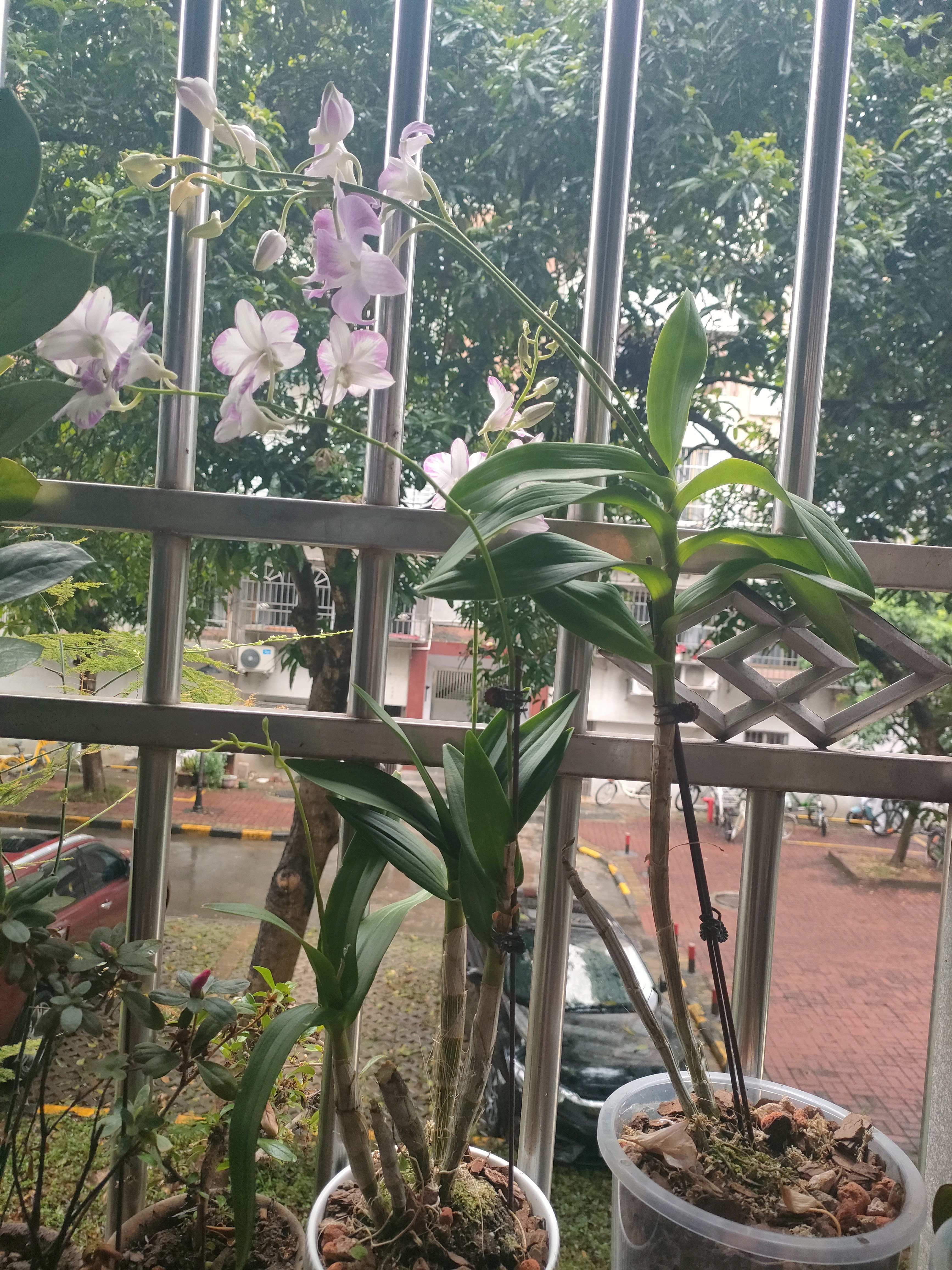 史丹利 磷酸二氢钾花肥料通用型养花促开花叶面肥磷钾肥有机肥料100g 实拍图