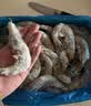 禧美海产厄瓜多尔巨无霸白虾 去冰净重3斤 30-40只/kg 盐冻 烧烤 聚餐 实拍图