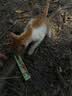 多特思猫零食小轻松猫草猫条50支0肉粉0诱食剂排毛化毛成幼猫条软罐头 实拍图