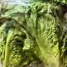 罗马生菜约500g 实拍图