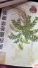 忆江南苹果黄芪水麦冬须根枸杞茶150g补茶包气血养生茶茶包红枣 实拍图