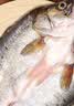仙泉湖三去白蕉海鲈鱼400g/条净膛冷冻刺少肉厚特产海鲜水产生鲜食材 实拍图