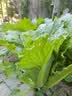 德沃多羊粪发酵有机肥原料内蒙古5KG蔬菜花卉通用植物盆栽肥料改善土壤 实拍图