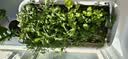 特大阳台种菜盆家用种菜专用盆长方形蔬菜种植盆塑料户外庭院花箱 【米白加大种菜盆】带轮款 【自吸水1套】 实拍图