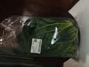 【火锅季】有机绿豆芽200g(原芽整根) 实拍图