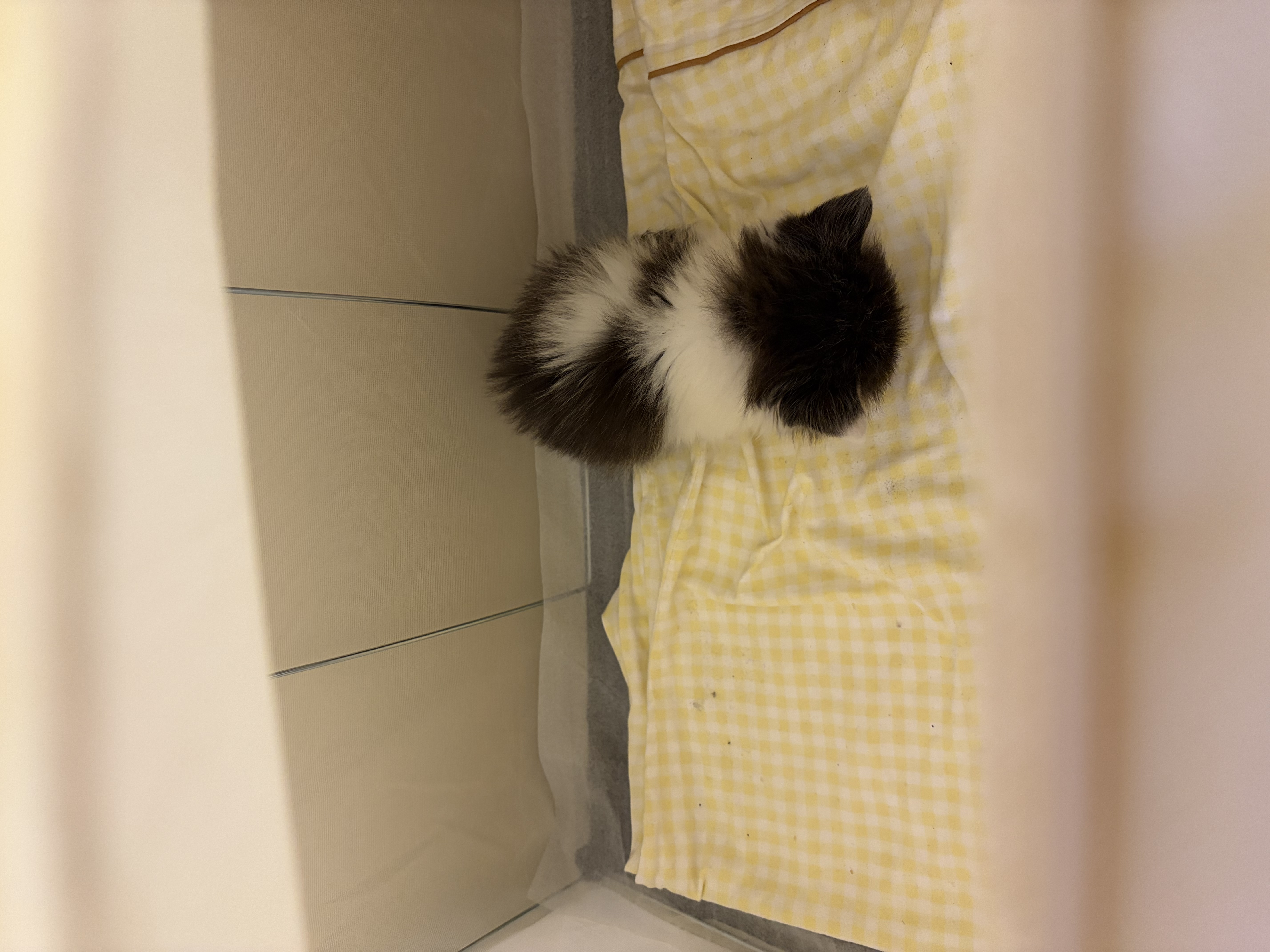 疯狂的主人猫抓板窝碗形大号猫抓盆不掉屑猫窝宠物猫玩具瓦楞纸猫爪板 实拍图