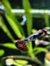 森森（SUNSUN）温度计养鱼水温计热带鱼缸水族箱测水温仪 WDJ-01迷你水族温度计*长6.5cm 实拍图