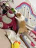 汪爸爸离乳期幼犬专用奶糕粮大小型犬泰迪比熊金毛柯基通用天然哺乳狗粮 小型犬幼犬奶糕粮4斤 1-4个月幼犬 实拍图
