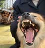 麦富迪狗粮 乖宝乐狗粮成犬通用均衡营养（牛肉蛋黄）10kg/20斤 实拍图