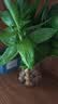 花翁富贵竹水培绿植招财转运室内客厅水养花卉盆栽植物文昌竹源头直发 实拍图
