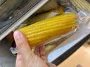 京鲜生 东北黄玉米260g*10棒 真空包装黏玉米棒粘玉米 源头直发 实拍图