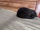网易严选全价猫粮4.0 猫主粮成幼猫低敏无谷驼羊奶促吸收 鸡肉羊奶味1.5kg 实拍图