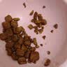 皇家猫粮 英短成猫粮 BS34 通用粮 12月以上 2KG【宠物金选】 实拍图