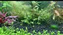 尼特利二代水草泥鱼缸专用水藻泥生态草缸底砂营养土3L/袋 实拍图
