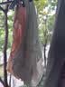 有棵树【特护级】A类婴儿棉女士内裤女纯棉10A抗菌裆高弹透气精梳棉短裤 实拍图