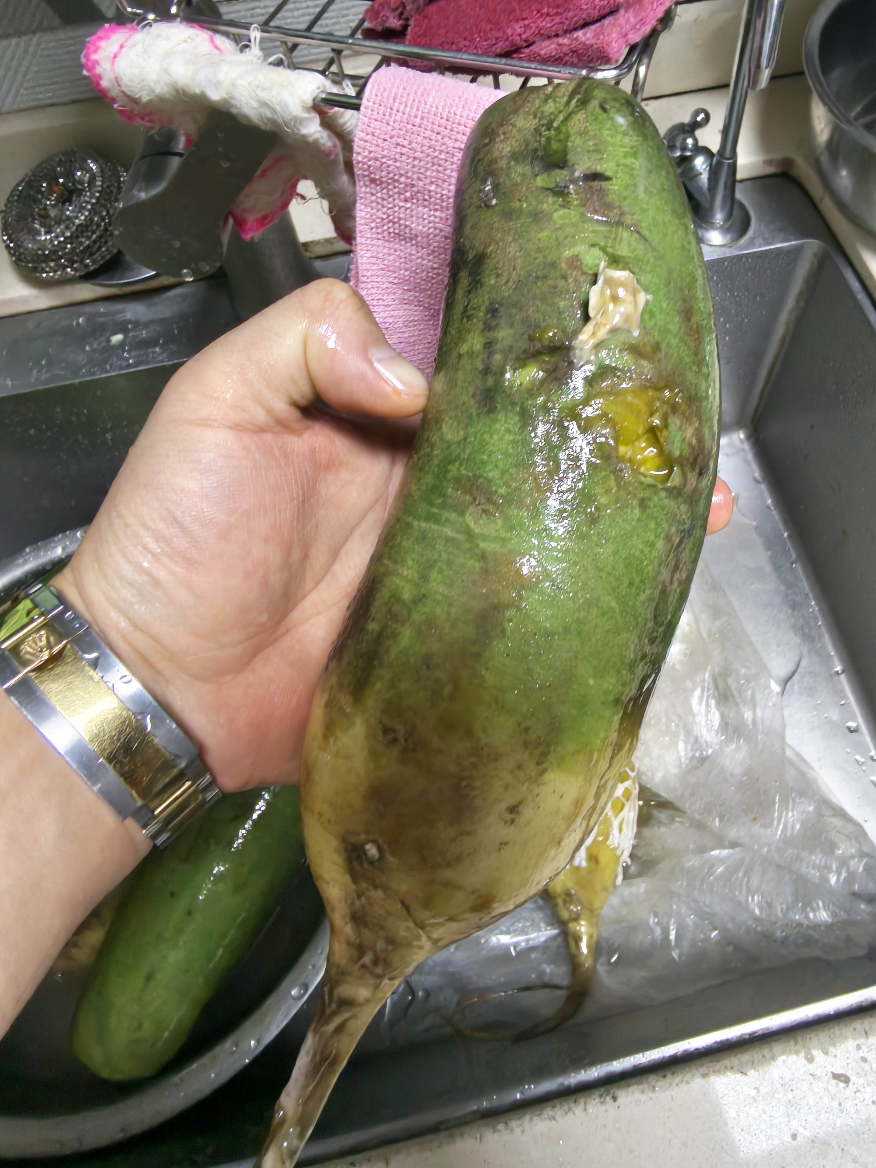 京地达山东潍坊水果萝卜净重5斤单果300g+ 微辣清脆蔬菜源头直发包邮 实拍图
