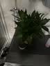 花翁富贵竹水培绿植招财转运室内客厅水养花卉盆栽植物文昌竹源头直发 实拍图