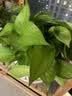 京东绿植绿萝盆栽除甲醛花卉绿植办公室新房净化空气180加仑4盆装源头直发 实拍图