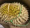 A级进口金枕鲜榴莲1粒约3kg(2-3kg) 实拍图
