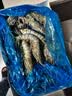 GUO LIAN国联特大号黑虎虾斑节虾无冰盐冻净重2斤20-30只海鲜家宴礼品 实拍图