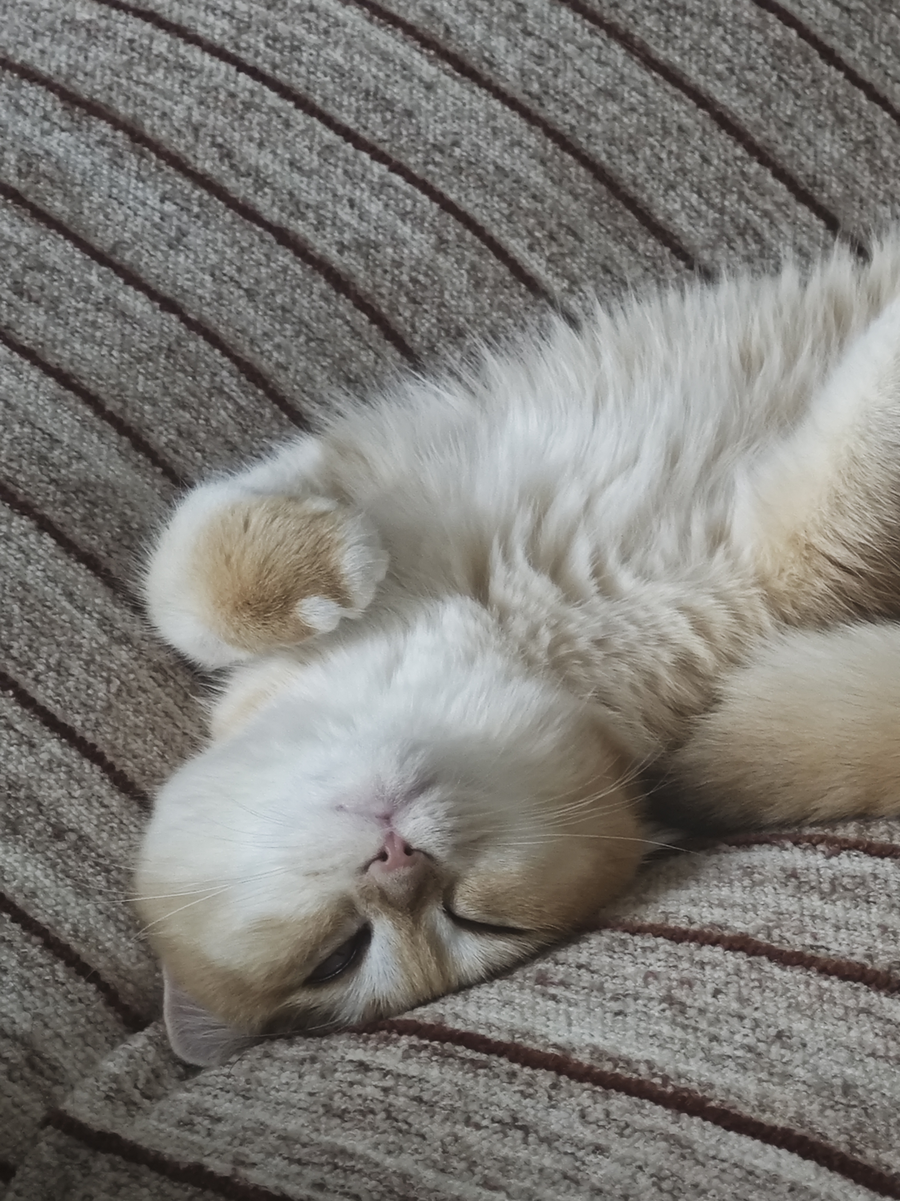 领先成猫尝鲜礼包主食级烘焙猫粮猫条餐盒汤包（新老款随机发货） 实拍图