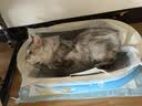 皇家（ROYAL CANIN）泌尿道全价处方猫粮MUC34（情绪舒缓）稀释尿液减少结石再生1.5KG 实拍图
