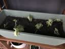 营养土养花种菜土壤有机兰花多肉植物盆栽种植椰砖土通用型 有机营养土20斤【园艺师专研配方 实拍图