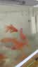 森森 小鲤鱼缸过滤增氧三合一净水循环内置水族箱过滤系统XQP-500F 6W 实拍图
